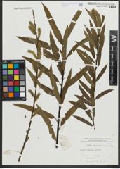 Foto von Salix purpurea L. x Salix viminalis L.